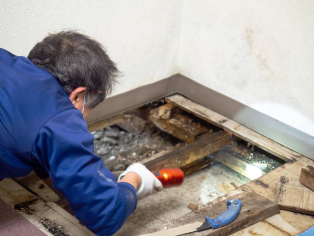 Best Industrial Mold Remediation in Hereford, TX