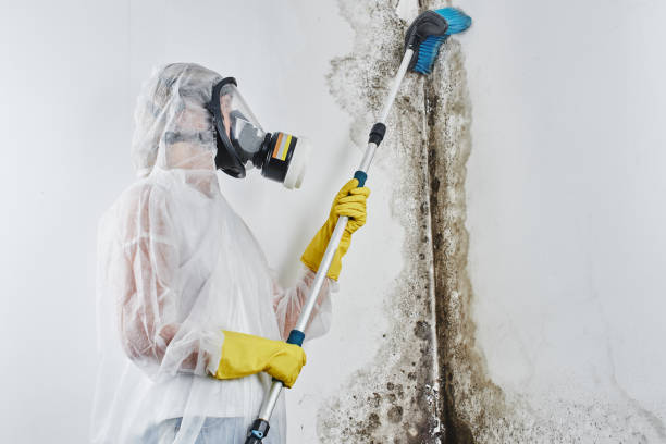 Best Health and Safety Mold Remediation in Hereford, TX