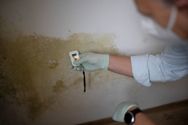 Best Bathroom Mold Remediation in Hereford, TX