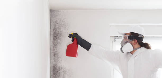 Best Emergency Mold Remediation in Hereford, TX