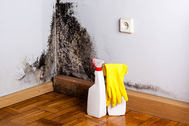 Best DIY Mold Remediation Support Services in Hereford, TX