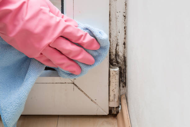Best HVAC Mold Remediation in Hereford, TX